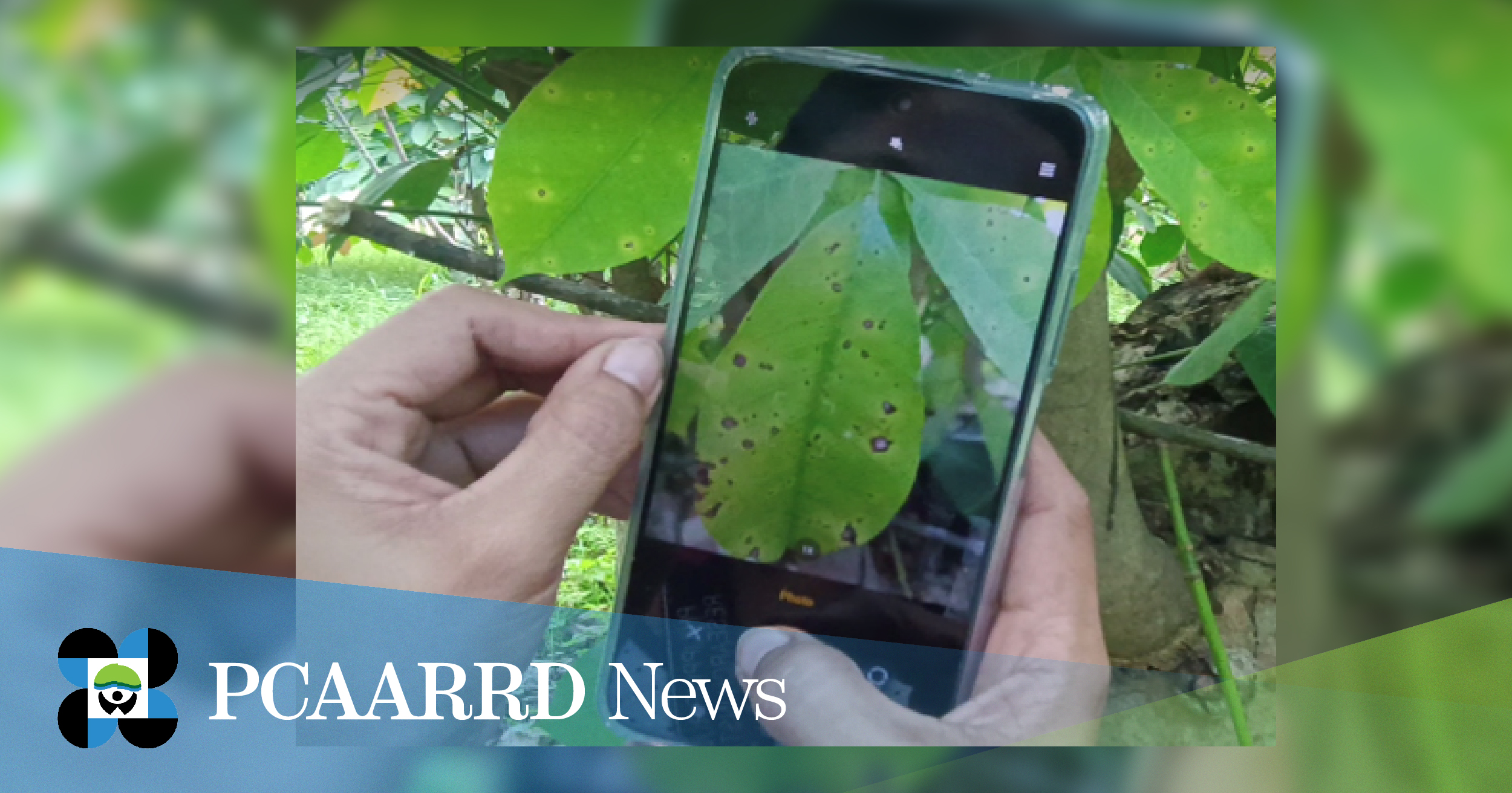 Diagnosis and monitoring of rubber tree insect pests and diseases across regions, enhanced through IRISDD